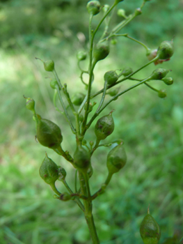 Fruits en forme de capsules de forme conique. Agrandir dans une nouvelle fenêtre (ou onglet)